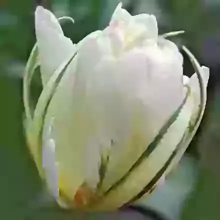 Exotic Emperor